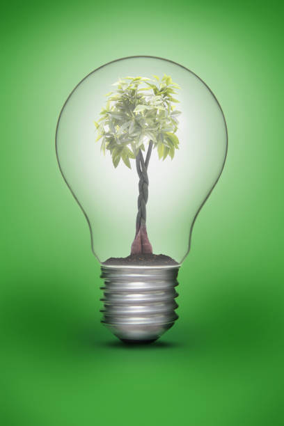 istock Green plant in a light bulb 1264496994