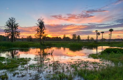 A vibrant sunrise in the beautiful natural surroundings of Orlando Wetlands Park in central Florida.  The park is a large marsh area which is home to numerous birds, mammals, and reptiles.