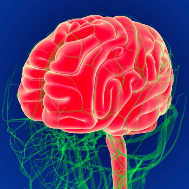 istock 3D Illustration Human Brain with Circulatory System Anatomy. (3D Brain) 1264497108