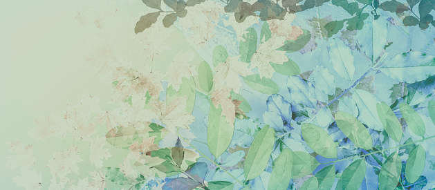 Abstract Leaves Panoramic Background in Pastel Colors - Copy Space