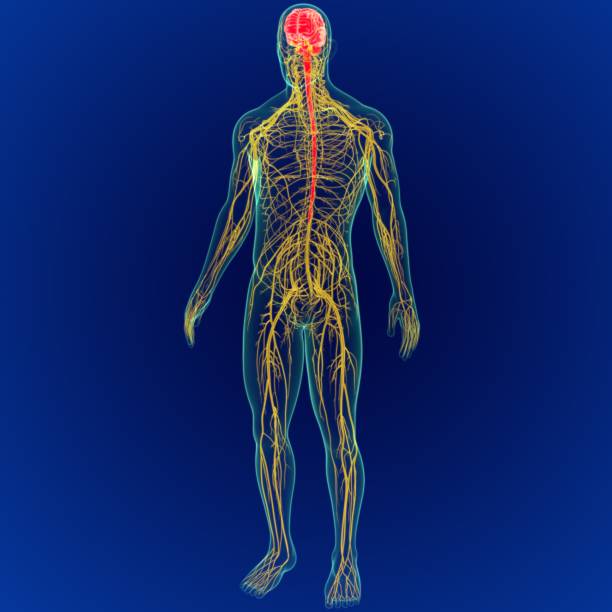 istock 3D Illustration Human Brain with Nerves System Anatomy 3D 1264500630