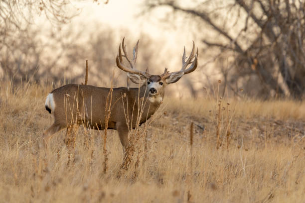 istock Mule Deer Buck in Colorado in Autumn 1264500700