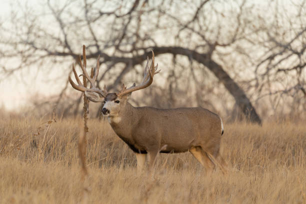 istock Mule Deer Buck in Colorado in Autumn 1264500913