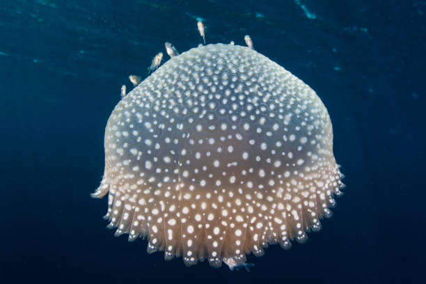 istock Jellyfish in Dark, Blue Water 1264501098