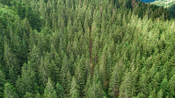 istock Spruce mountain forest from a bird's eye view. Photo from the drone. 1264505111