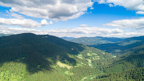 istock Beautiful pine trees on background high mountains. 1264505135