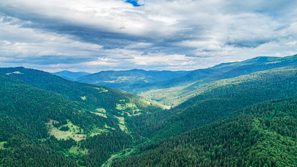 istock Beautiful pine trees on background high mountains. 1264505162
