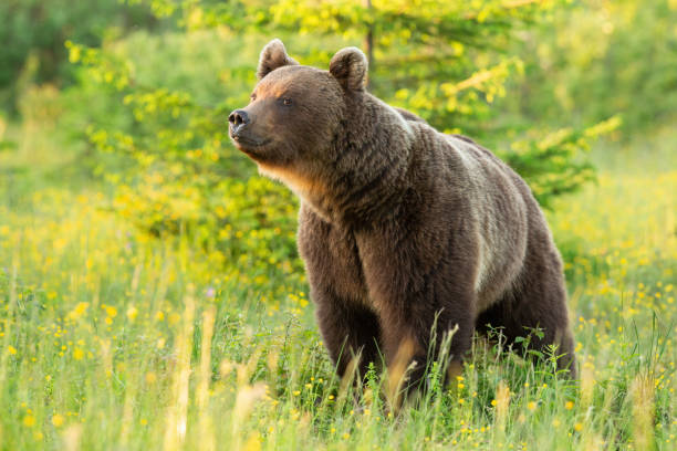 Proud brown bear sniffing on meadow in summer sun.