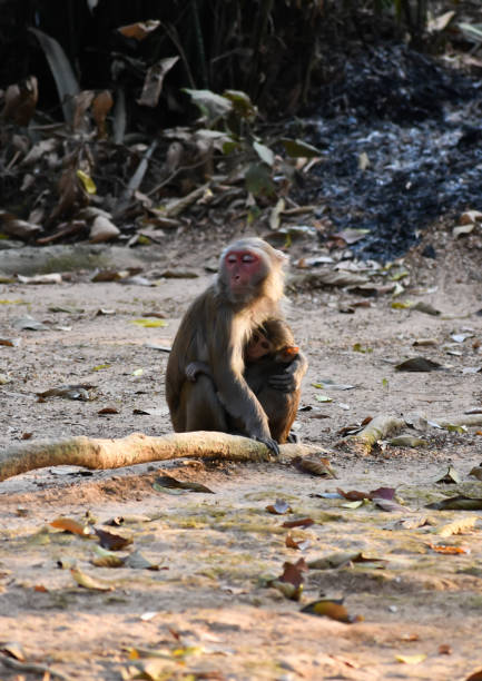 istock A mother monkey holding her baby . 1264506672