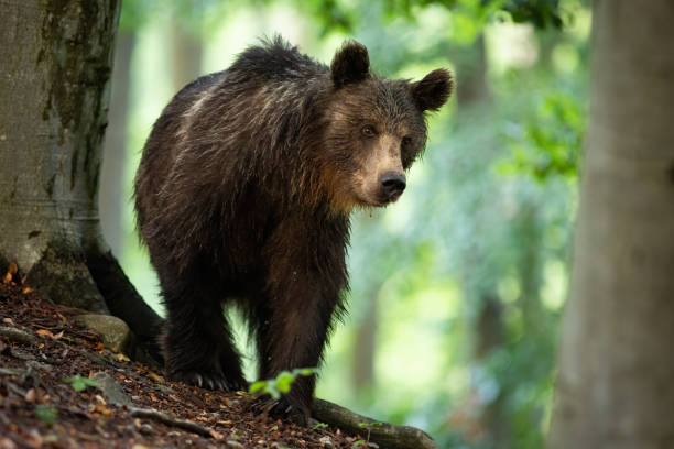 istock Brown bear walking in forest in summertime nature. 1264506848
