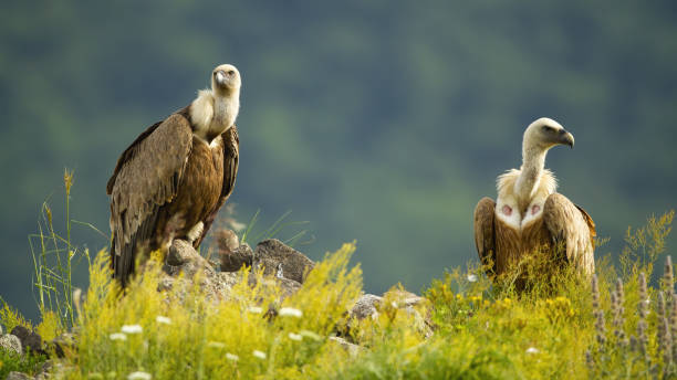Two majestic griffon vultures sitting on rocks in summer. Two majestic griffon vultures, gyps fulvus, sitting on rocks in summer. Magnificent pair of bird looking on stone in sunlight. Wild bird of prey with long neck observing in wilderness. eurasian griffon vulture photos stock pictures, royalty-free photos & images