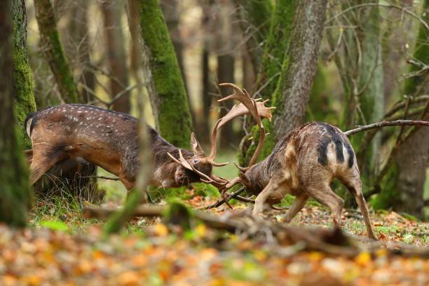istock Two fallow deer stags fighting in forest in autumn nature. 1264506894