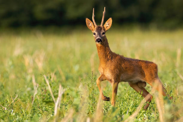 istock Dominant roe deer buck standing on stubble field in summer nature. 1264506972