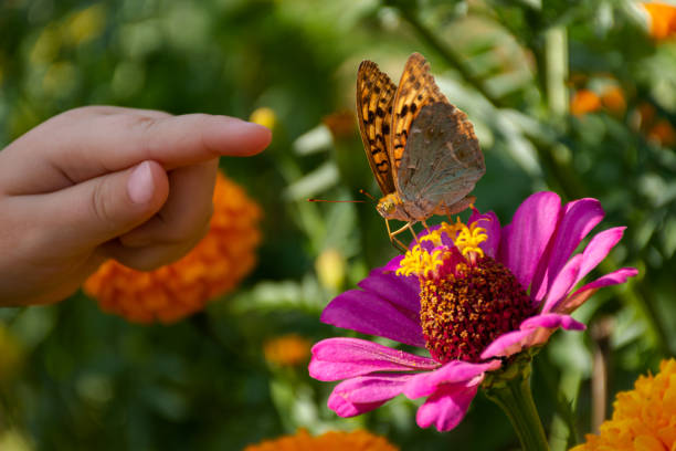 eine kinderhand und ein schmetterling auf einer blume. das mädchen jagt schmetterlinge. - baby toddler child flower stock-fotos und bilder