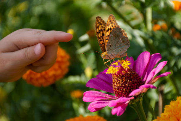 A child's hand and a butterfly on a flower. The girl is hunting butterflies. stock photo