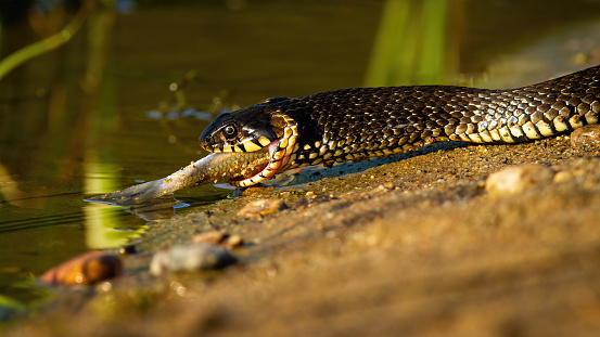 Grass snake, natrix natrix, with prey crawling on sand in summer nature. Wild black creature enters to the water with dead fish. Reptile eating on riverbank.
