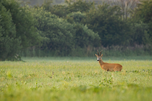 Majestic roe deer, capreolus capreolus, standing on meadow in summer nature in the morning with copy space. Magnificent roebuck with huge antlers looking on field. Wild mammal observing on grassland.