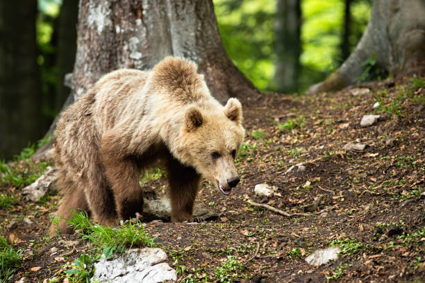 istock Young brown bear walking in forest in summer nature. 1264507142