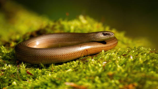 istock Inactive slowworm basking in summer nature on green moss 1264507193