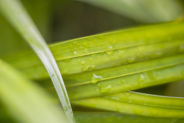istock Green leaves, photographed in full frame, used for making the background. 1264507233