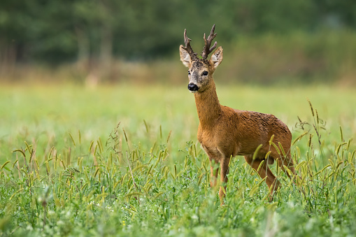 Territorial roe deer, capreolus capreolus, watching on field in summer nature. Vital creature with big antlers standing on meadow with copy space from side view.