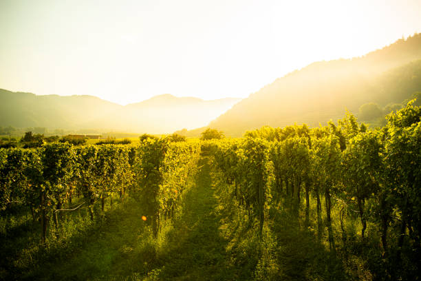 sonnenaufgang sinweinreinin in niederösterreich wachau - sunlit grapes stock-fotos und bilder