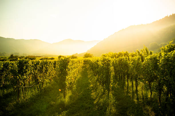 viñedos del amanecer en la Baja Austria Wachau - foto de stock