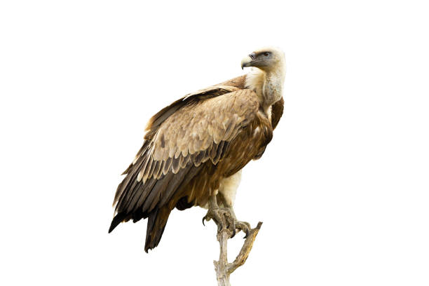 istock Griffon vulture sitting on perch and looking over shoulder isolated on white 1264507458