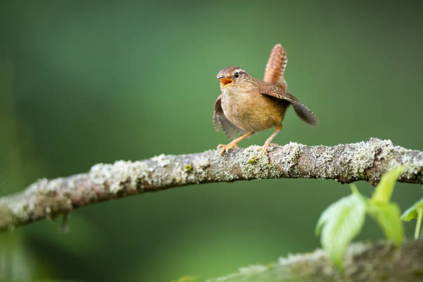 istock Eurasian wren calling on branch in spring nature. 1264507988