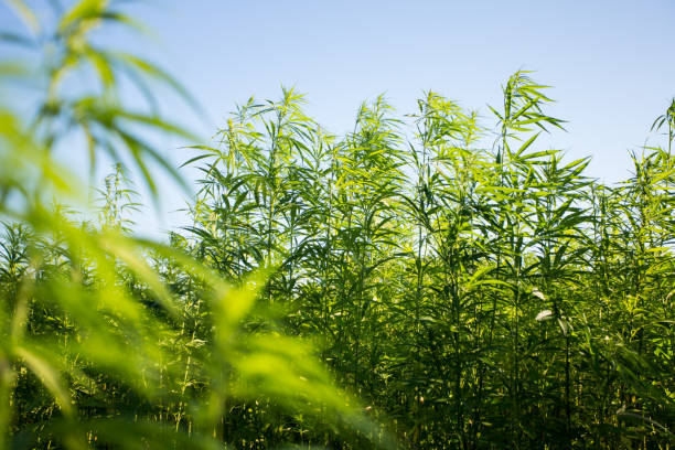 Field of industrial hemp (cannabis) in the evening sun. Legally planted on the field stock photo