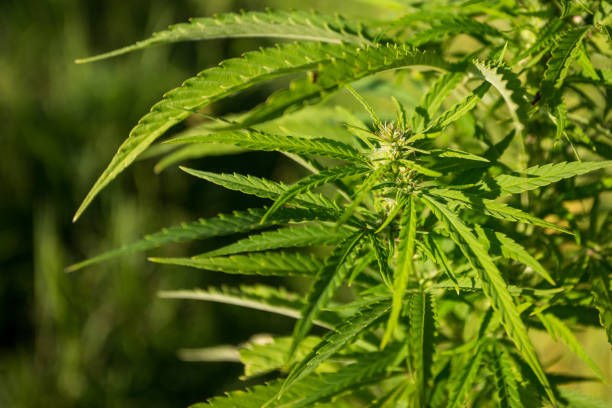Feld für Industriehanf (Cannabis) in der Abendsonne. Legal auf dem Feld gepflanzt – Foto