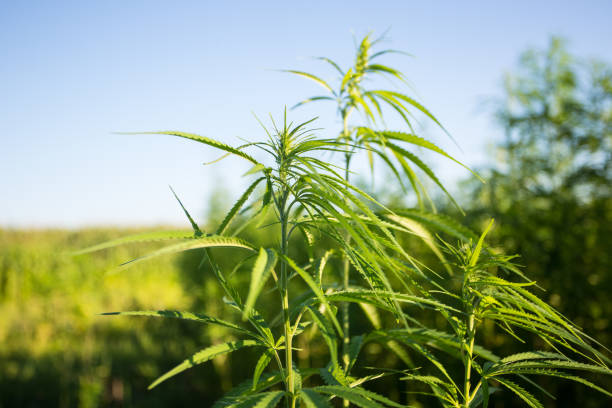 Feld für Industriehanf (Cannabis) in der Abendsonne. Legal auf dem Feld gepflanzt – Foto