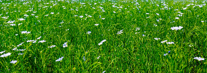 Linum blossoms, field with flax. Wide photo.
