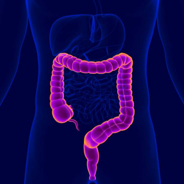 istock 3D Illustration Human Digestive System Anatomy (Large Intestine) 1264512186