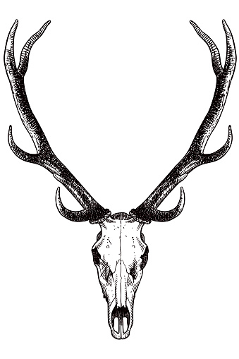 Vector illustration of deer's skull and antlers