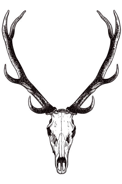 Drawing of skull and antlers of a deer Vector illustration of deer's skull and antlers animal skull stock illustrations