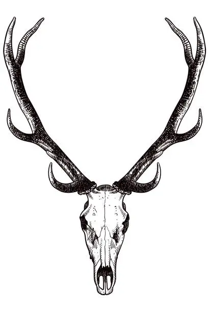 Vector illustration of Drawing of skull and antlers of a deer