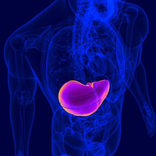 istock 3D Illustration Human Digestive System Anatomy (Liver) 1264512564