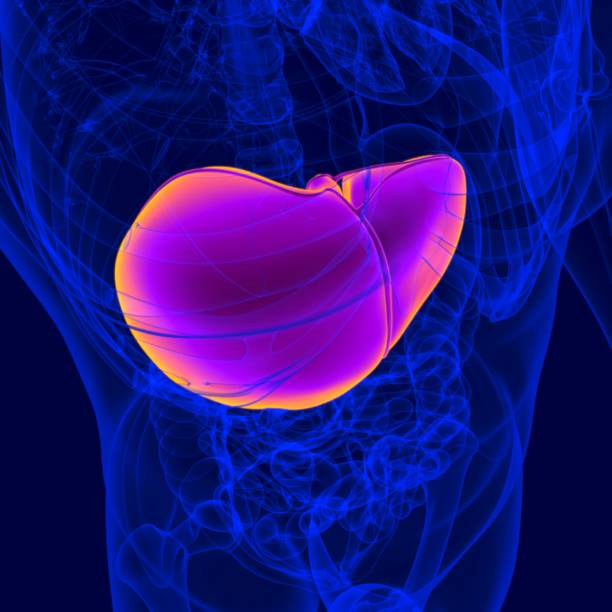 istock 3D Illustration Human Digestive System Anatomy (Liver) 1264512734