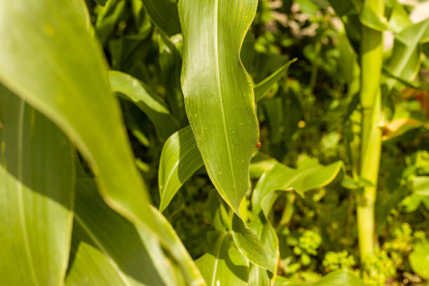 Sweet corn plants showing female flowers growing in our garden