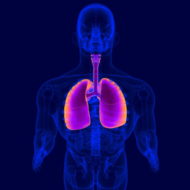 istock 3D Illustration Human Respiratory System Anatomy (LUNGS) 1264513821