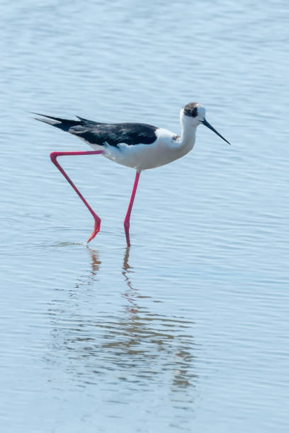 istock Black Winged Stilt in Water (Himantopus himantopus) Wader Bird Stilt 1264513977