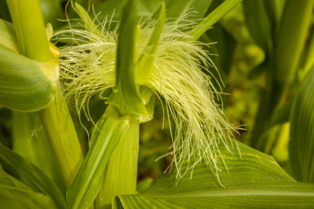 Sweet Corn plants with female flowers growing on plants