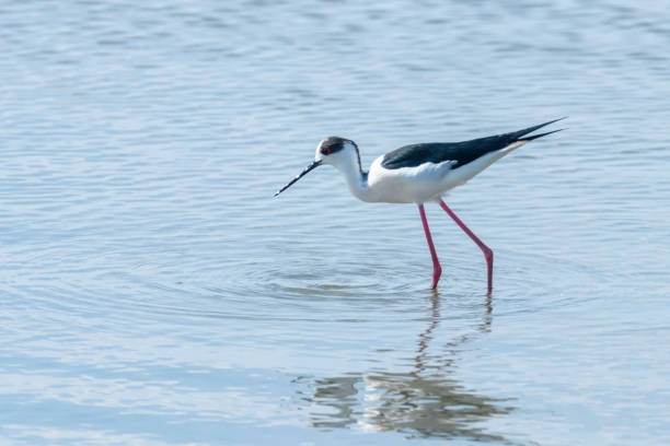 istock Black Winged Stilt in Water (Himantopus himantopus) Wader Bird Stilt 1264514044
