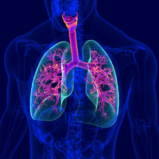 istock 3D Illustration Human Respiratory System Anatomy (Bronchus and Bronchioles) 1264514102