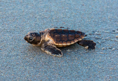Baby loggerhead sea turtle up close side view