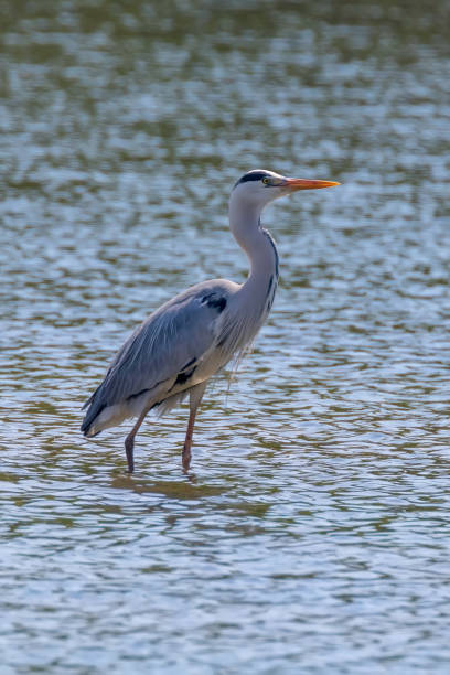 istock The Hunting Grey Heron (Ardea cinerea) Grey Heron Water 1264515766