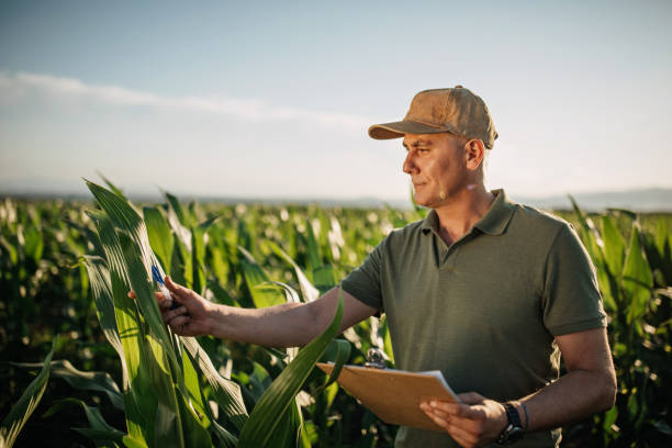 Mid adult farmer inspects his land Mid adult farmer inspects his land agronomist photos stock pictures, royalty-free photos & images