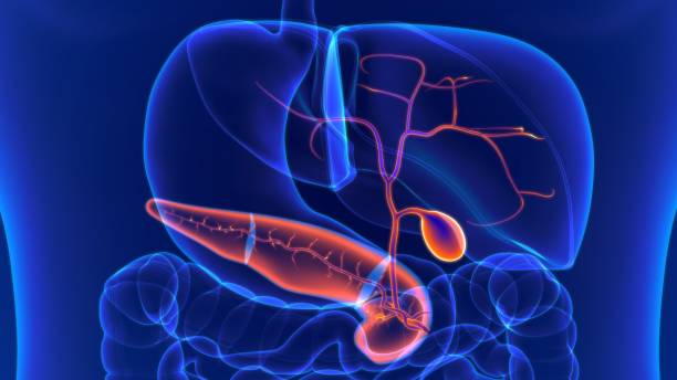 istock 3D Illustration Human Digestive System Anatomy (Gall Bladder) 1264517101