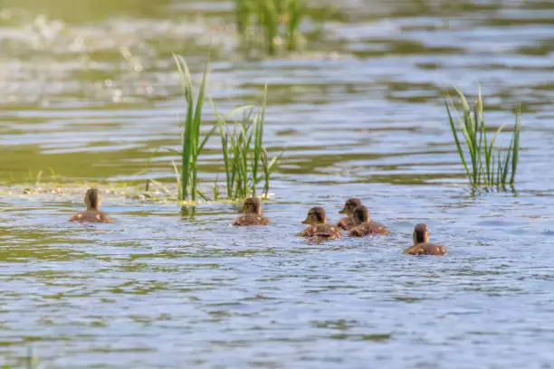 Ducklings Swimming, Mallard Duck Babies on Water Surface